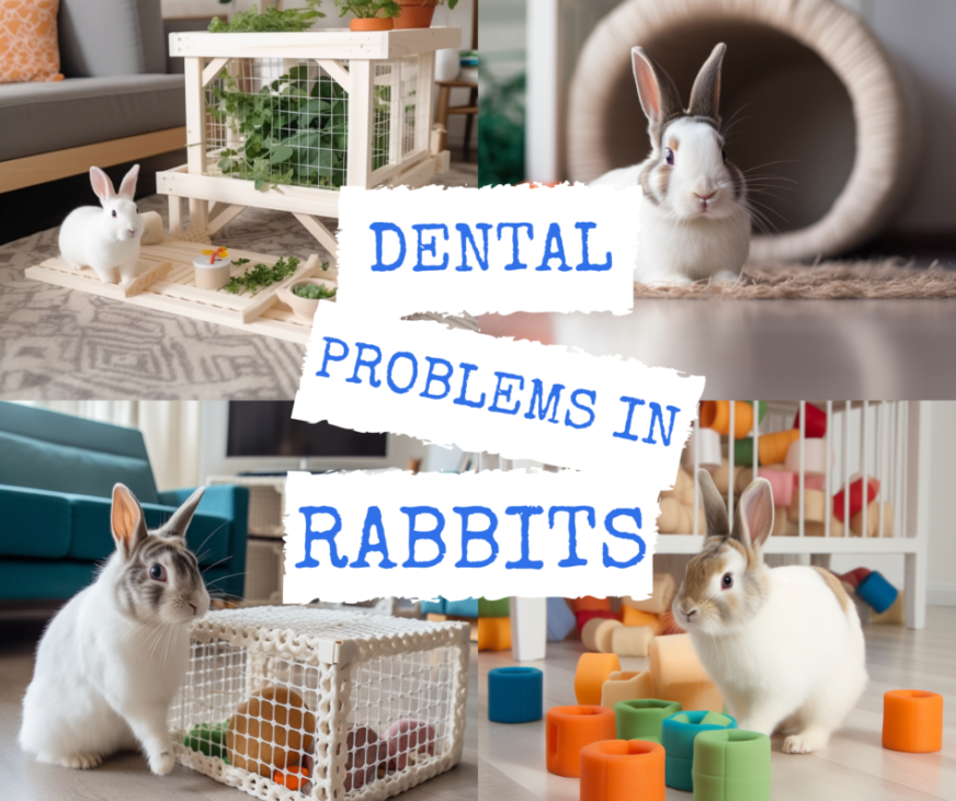 How to Prevent and Treat Dental Problems in Rabbits