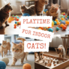 The-Importance-of-Playtime-for-Indoor-Cats