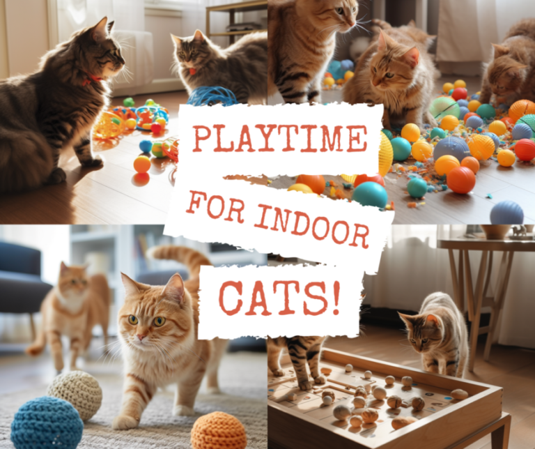 The-Importance-of-Playtime-for-Indoor-Cats
