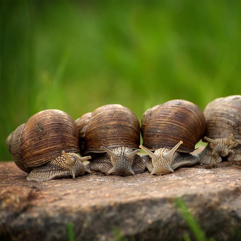 Choosing the Right Snail