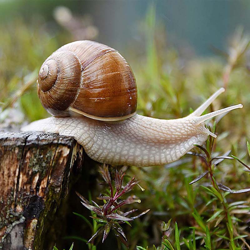 Housing Your Snail