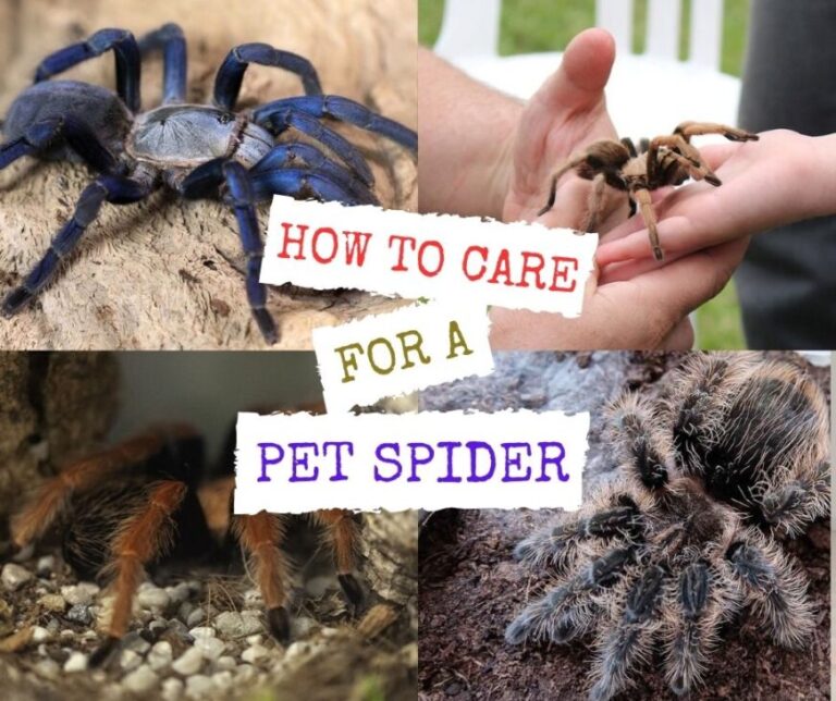 How to Care For a Pet Spider