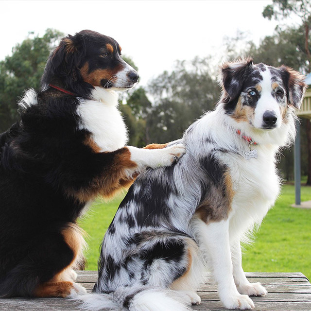 Pet-Massage