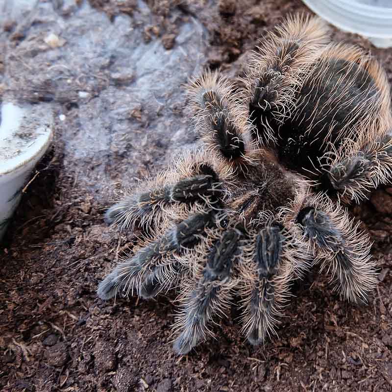 Spider Maintenance and Cleaning