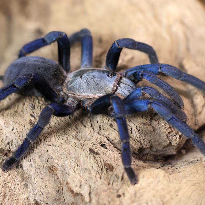 Tarantula Feeding