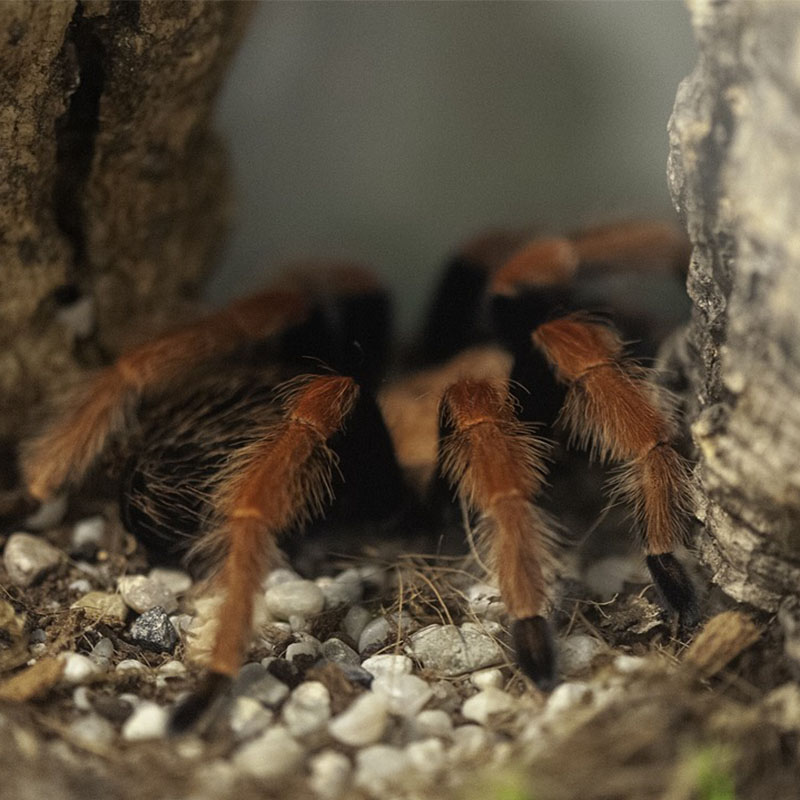 Tarantula Housing