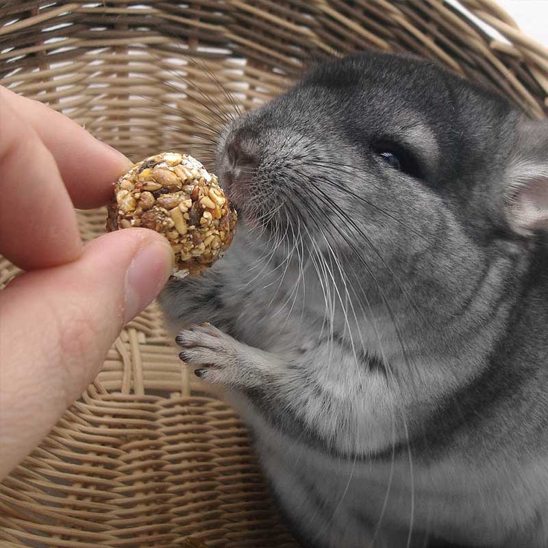 A Nutritious Diet for a pet chinchilla