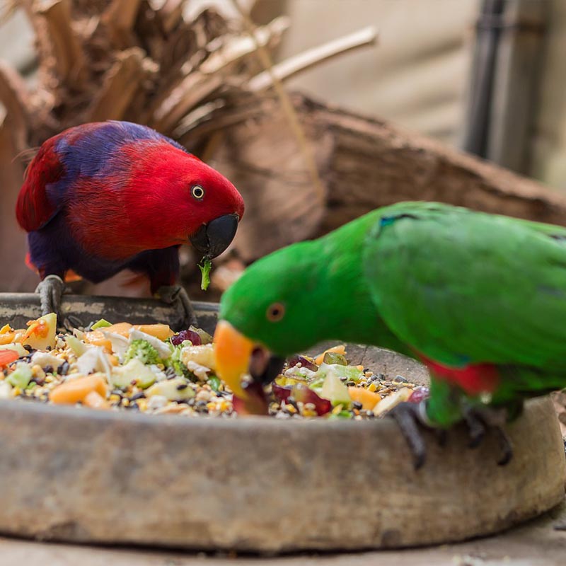 A Nutritious Diet for parrots