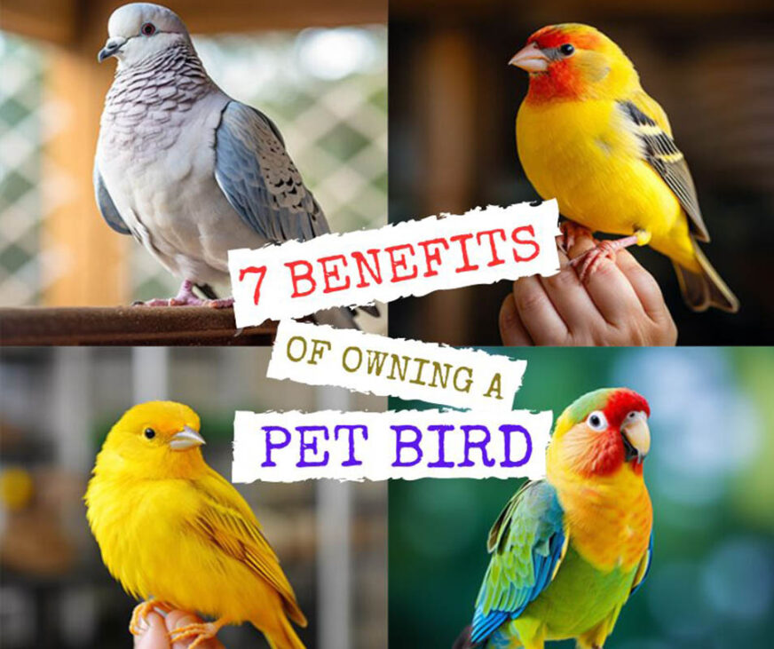 Benefits of Owning a Pet Bird