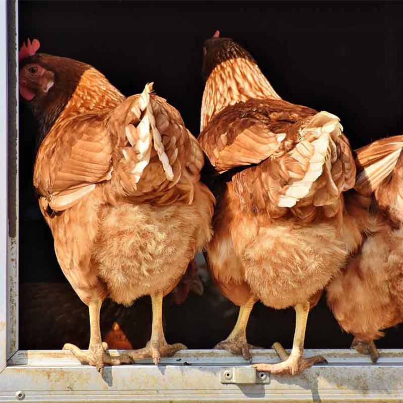 Chicken have a Sustainable Living