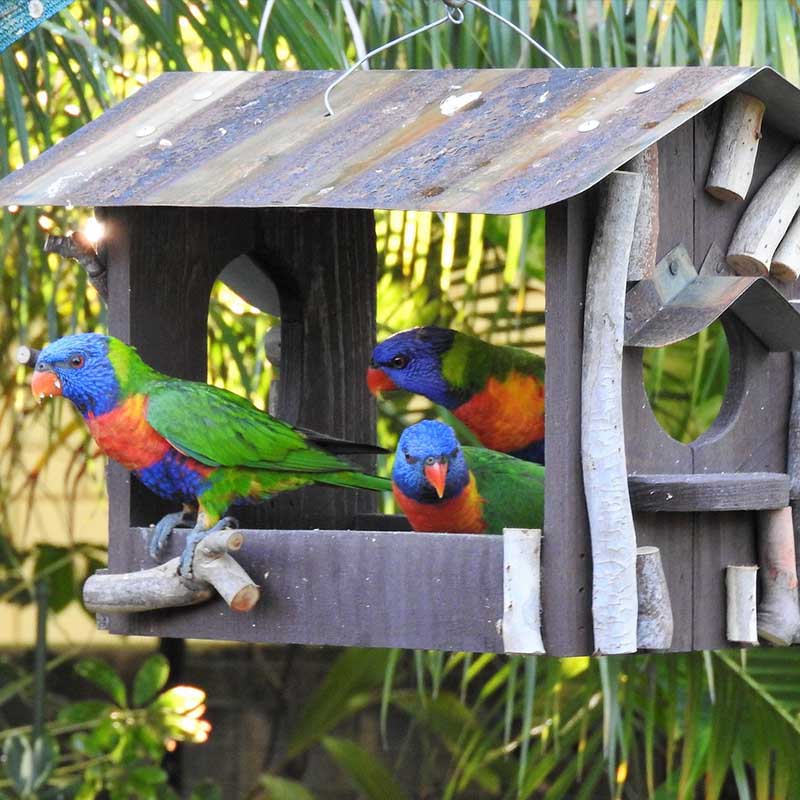 Creating a Suitable Environment for parrots