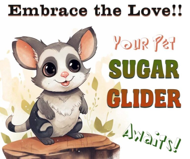 Embrace the Love. Your Pet Sugar Glider Awaits!