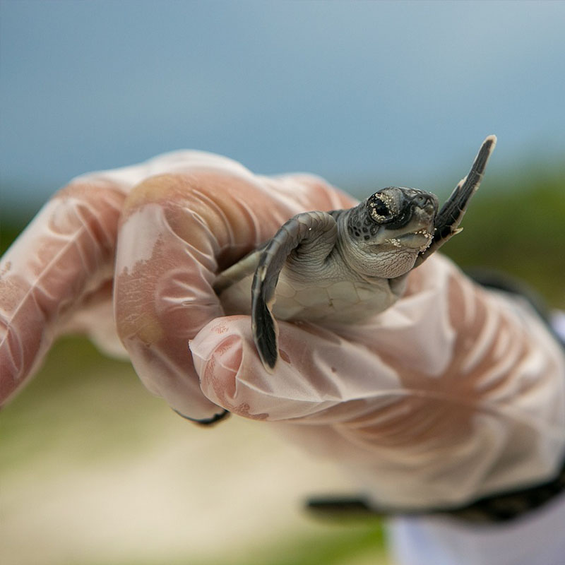 Ensuring Good Health of Your Turtles