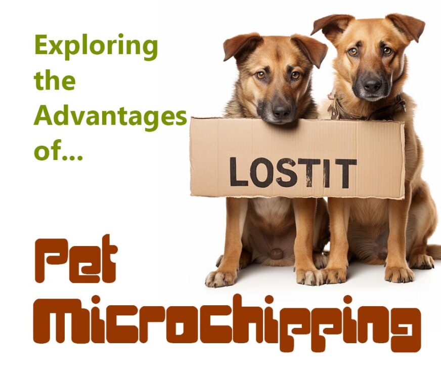 Exploring the Advantages of Pet Microchipping