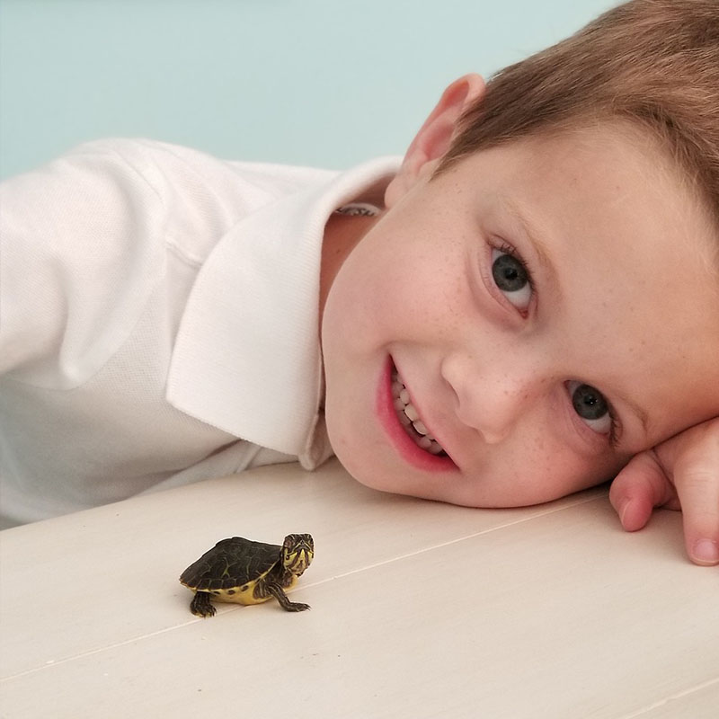 Feeding Your Turtle