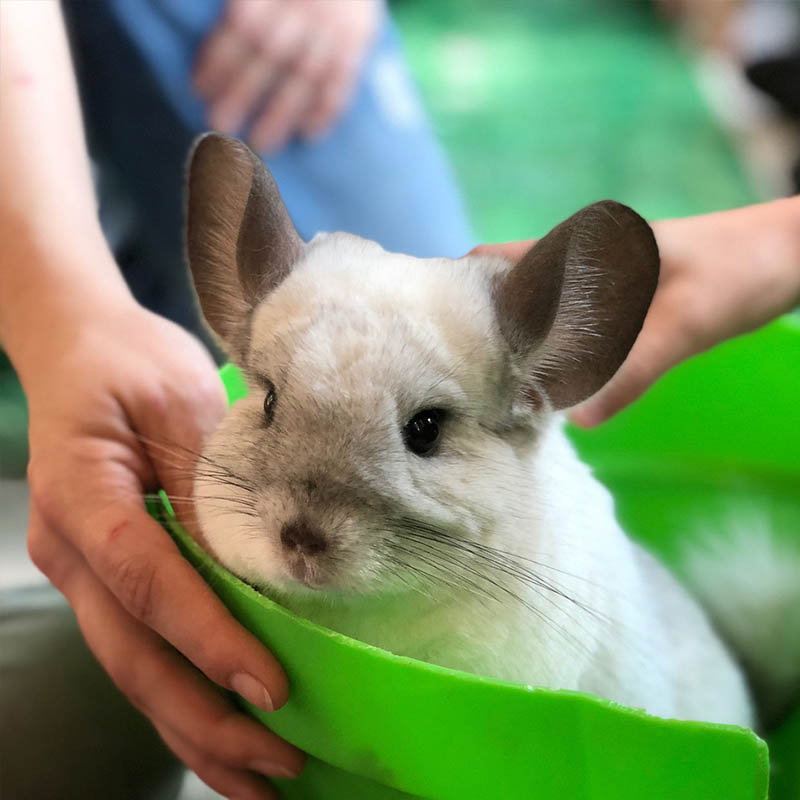 Grooming and Hygiene of a pet chinchilla