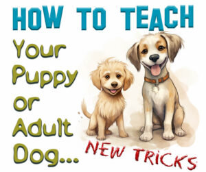 How To Teach Your Puppy or Adult Dog New Tricks