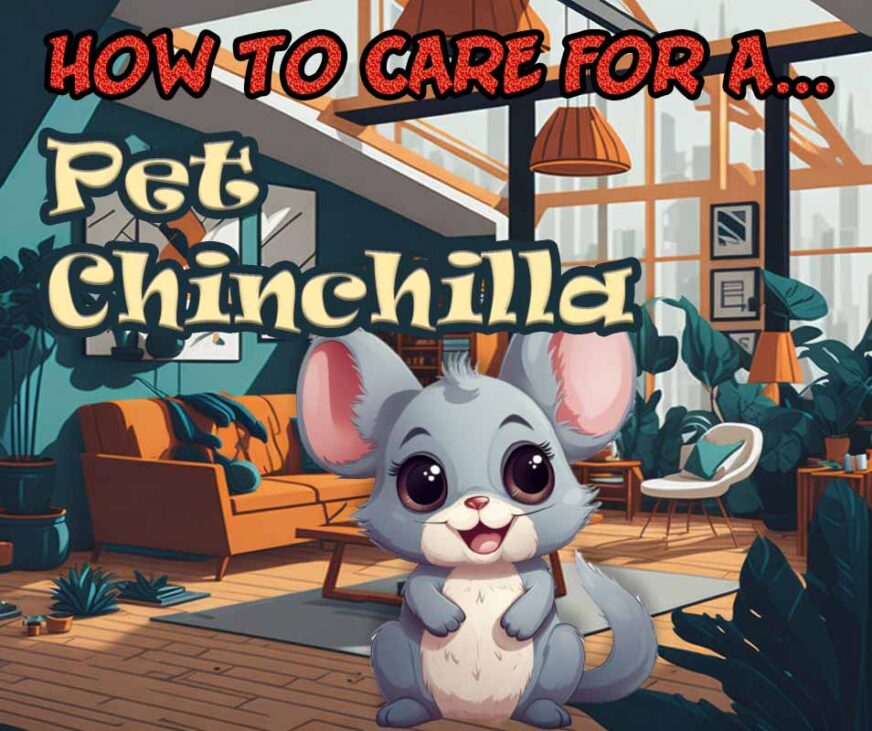 How to Care For a Pet Chinchilla