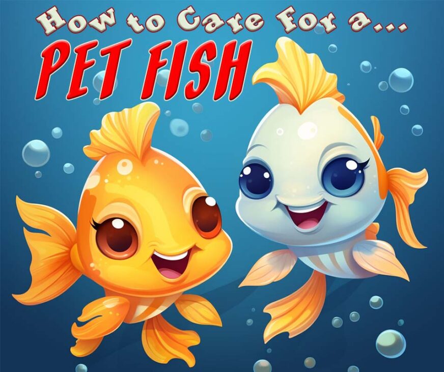 How to Care For a Pet Fish