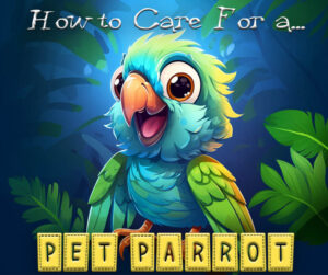 How to Care For a Pet Parrot