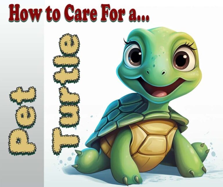 How to Care For a Pet Turtle