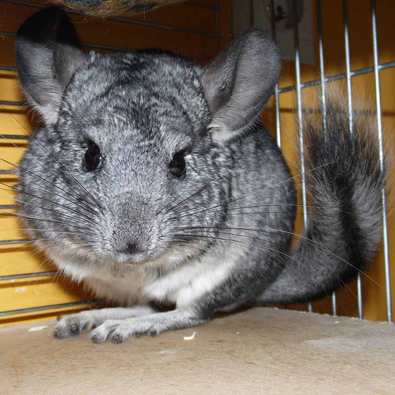 Preparing the Perfect Habitat for a pet chinchilla