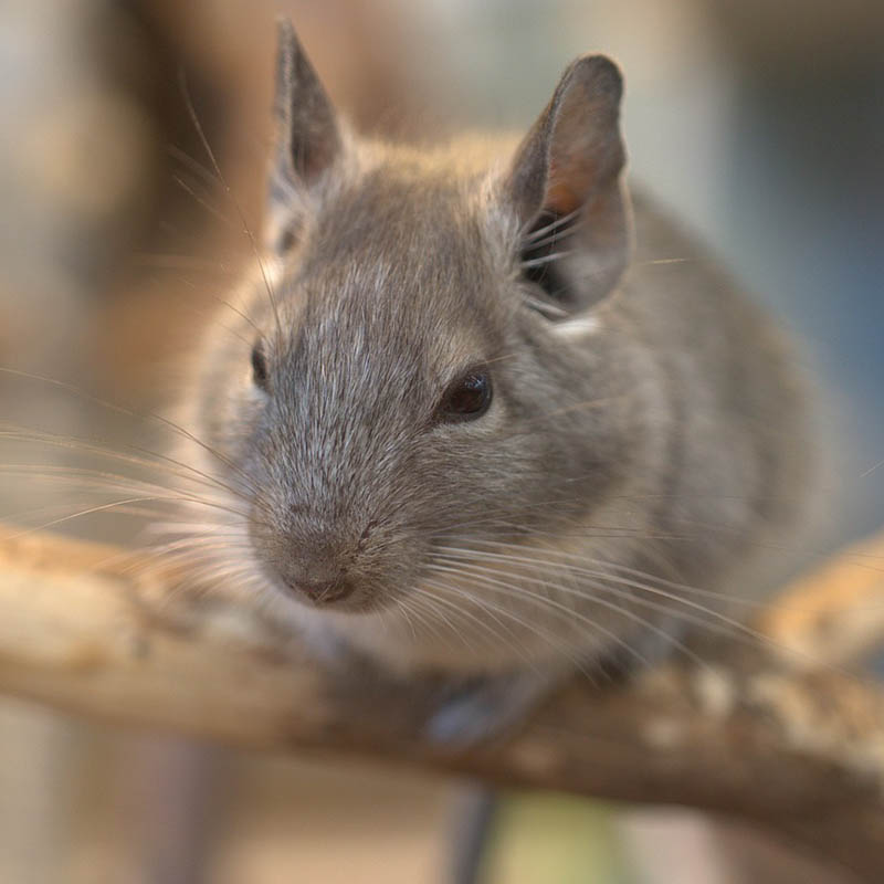 Regular Health Check-ups of a pet chinchilla