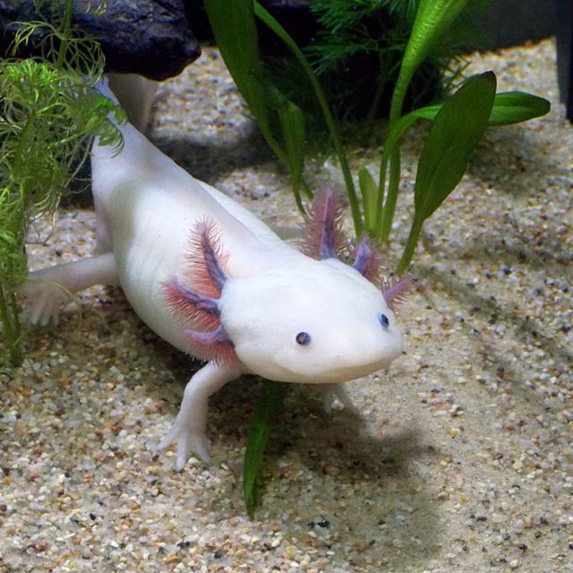 Selecting the Right Habitat for your Axolotl