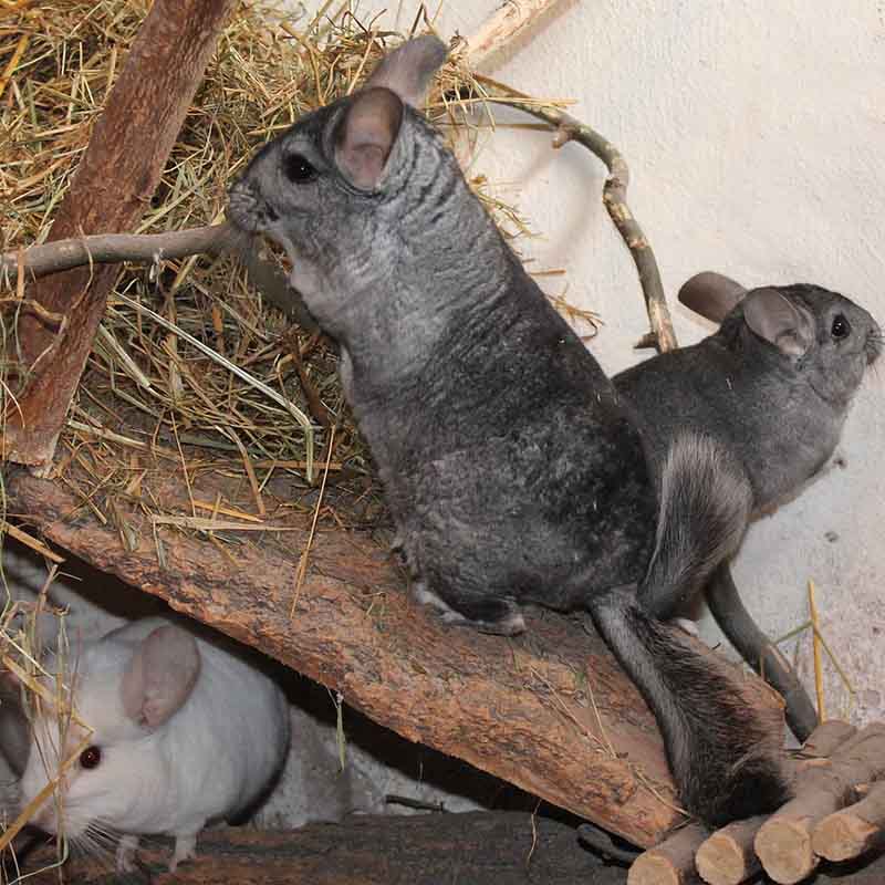 Social Interaction and Exercise of a pet chinchilla