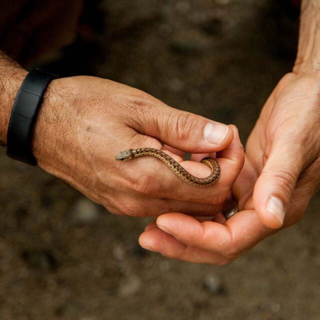 The Circle of Snake Life