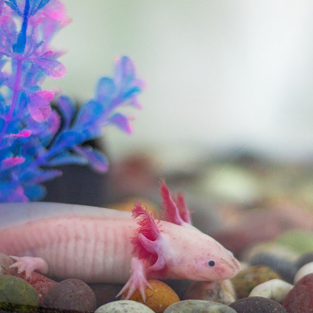 Water Parameters and Maintenance of your Axolotl